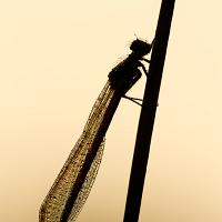 Large Red Damselfly silhouette 